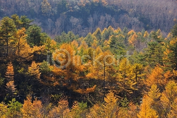 사람없음 JPG 포토 가을(계절) 나무 단풍 숲 야외 일본 자연 주간 풍경(경치) 해외풍경