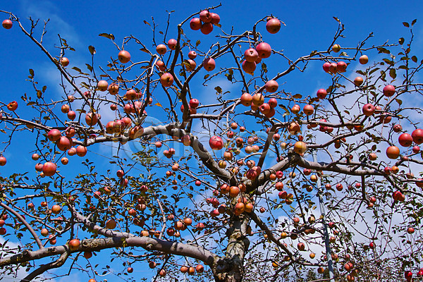 사람없음 JPG 포토 사과 사과나무 야마나시 야외 일본 자연 주간 풍경(경치) 해외풍경