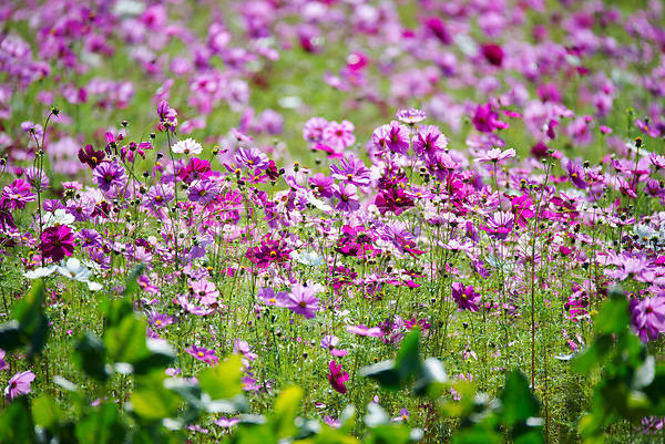 사람없음 JPG 포토 꽃 야외 일본 주간 코스모스(꽃) 풍경(경치) 해외풍경