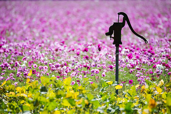 사람없음 JPG 포토 꽃밭 물펌프 야외 일본 자연 주간 코스모스(꽃) 풍경(경치) 해외풍경
