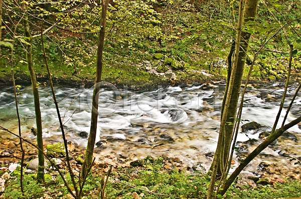 사람없음 JPG 포토 해외이미지 강 개울 나무 물 숲 슬로베니아 식물 야외 유럽 자연 해외202004