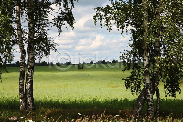 사람없음 JPG 포토 해외이미지 나무 러시아인 밭 시골 여름(계절) 입장 자연 풍경(경치) 해외202004