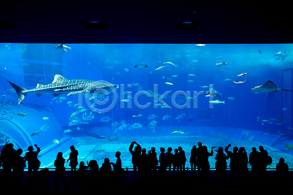 군중 사람 여러명 JPG 실루엣 포토 해외이미지 고래상어 수족관 수중 실내 아쿠아리움 어류 파란색 해외202004