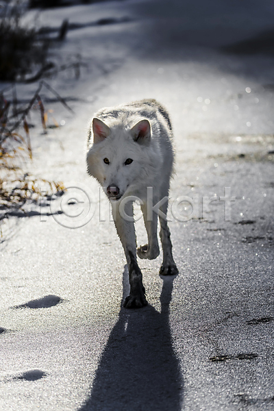 사람없음 JPG 포토 해외이미지 걷기 그림자 늑대 야생동물 야외 주간 한마리 해외202004
