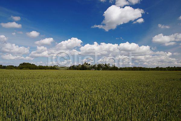 사람없음 JPG 포토 해외이미지 6월 구름(자연) 농업 농작물 리투아니아 맑음 밀 수평선 수확 시리얼 여름(계절) 주간 하늘 해외202004