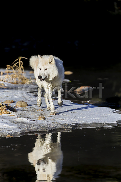 사람없음 JPG 포토 해외이미지 강 늑대 반사 야생동물 야외 주간 한마리 해외202004