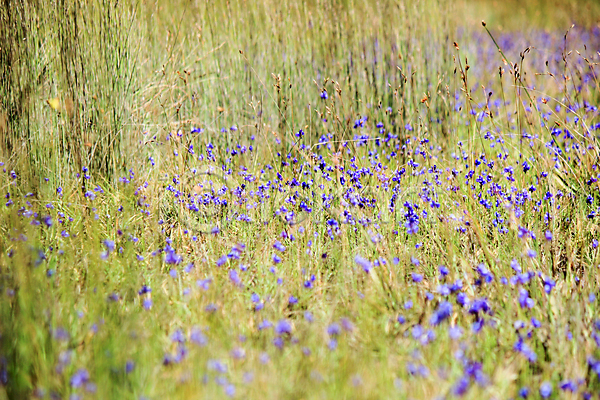 사람없음 JPG 포토 해외이미지 국립공원 꽃 밭 보라색 숲 식물 자연 자연백그라운드 제비꽃 초록색 태국 해외202004