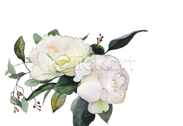 사람없음 JPG 일러스트 해외이미지 그림 꽃 꽃다발 번짐 붓터치 선물 수채화(물감) 식물 작약 해외202004