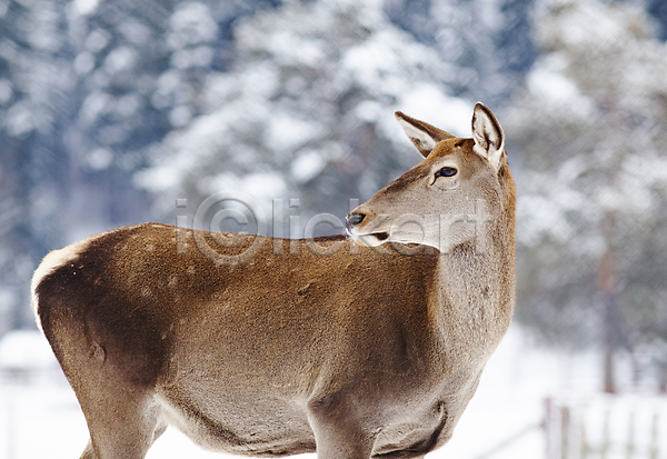 사람없음 JPG 아웃포커스 포토 해외이미지 겨울 눈내림 사슴 숲 야생동물 야외 유럽 주간 해외202004