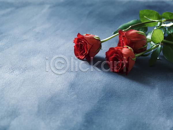 사람없음 JPG 포토 하이앵글 해외이미지 발렌타인데이 오브젝트 장미 카피스페이스 파란배경