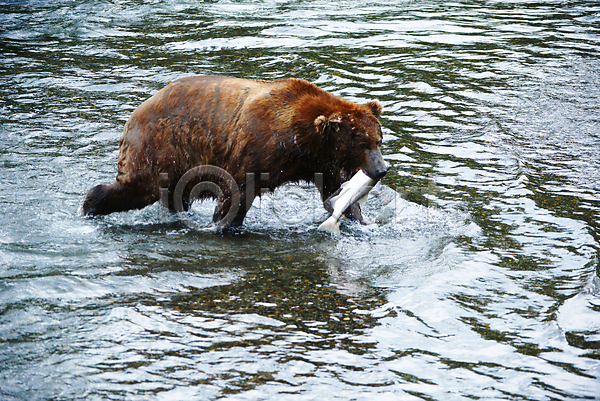 사람없음 JPG 포토 해외이미지 강 곰 물기(모션) 사냥 야생동물 야외 연어 주간 한마리