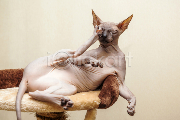 귀여움 사람없음 JPG 포토 해외이미지 고양이 긁기 눕기 반려동물 반려묘 베이지색배경 스핑크스고양이 실내 한마리 해외202004