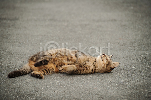 사람없음 JPG 포토 고양이 길고양이 눕기 동물라이프 반려 야외 주간 한마리