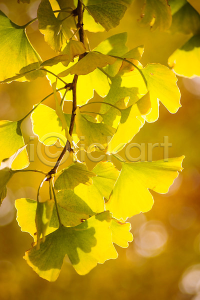 사람없음 JPG 근접촬영 아웃포커스 포토 가을(계절) 나뭇가지 야외 은행나무 은행잎 자연 주간