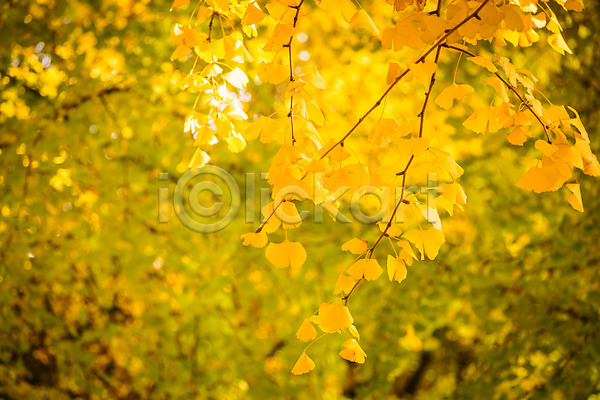 사람없음 JPG 아웃포커스 포토 가을(계절) 나뭇가지 야외 은행나무 은행잎 자연 주간