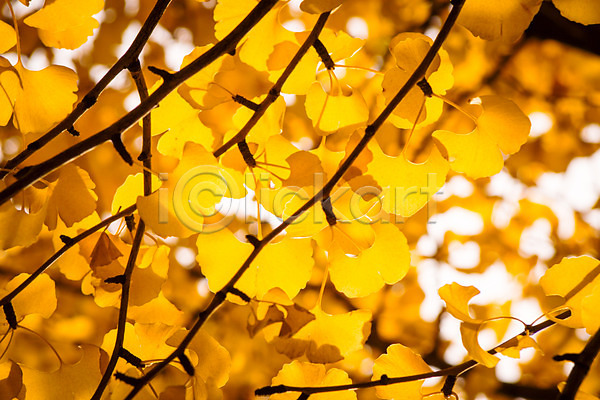 사람없음 JPG 근접촬영 아웃포커스 포토 가을(계절) 나뭇가지 야외 은행나무 은행잎 자연 주간
