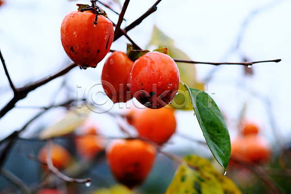 사람없음 JPG 아웃포커스 포토 가을(계절) 감 감나무 나뭇가지 나뭇잎 비(날씨) 야외 열매 음식 주간