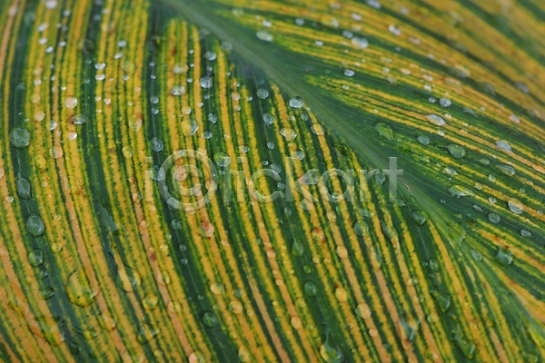 사람없음 JPG 근접촬영 포토 물방울 백그라운드 야외 잎 잎맥 자연 주간
