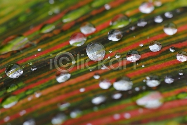 사람없음 JPG 근접촬영 아웃포커스 포토 물방울 백그라운드 야외 잎 잎맥 자연 주간