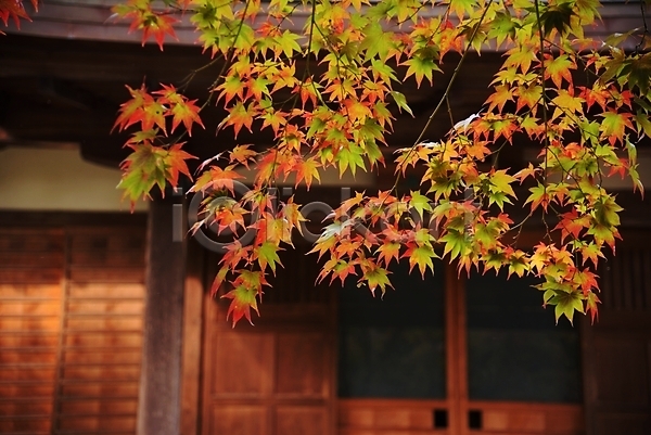 사람없음 JPG 아웃포커스 포토 가을(계절) 나뭇가지 단풍 단풍나무 야외 자연 주간 주택