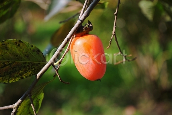 사람없음 JPG 아웃포커스 포토 가을(계절) 감 감나무 나뭇가지 나뭇잎 야외 자연 주간
