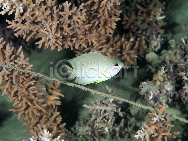 사람없음 JPG 포토 바다 바닷속 산호 어류 자연 한마리