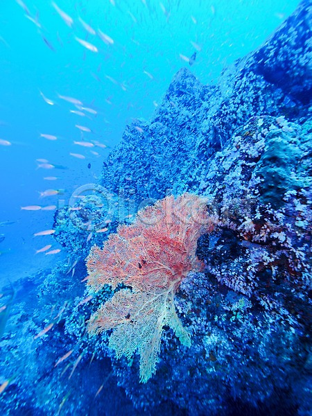 사람없음 JPG 포토 바다 바닷속 바위 산호 어류 여러마리 자연