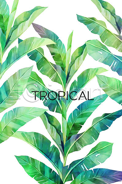 사람없음 PSD 일러스트 백그라운드 보테니컬아트 야자수잎 여름(계절) 열대 열대나무 트로피컬아트