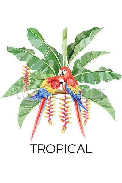 사람없음 PSD 일러스트 두마리 백그라운드 보테니컬아트 앵무새 야자수잎 여름(계절) 열대 열대나무 트로피컬아트 헬리코니아