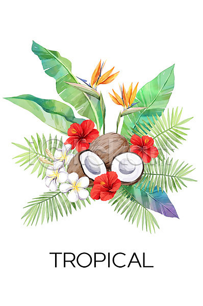 사람없음 PSD 일러스트 극락조화 백그라운드 보테니컬아트 야자수잎 여름(계절) 열대 열대꽃 코코넛 트로피컬아트 플루메리아 히비스커스