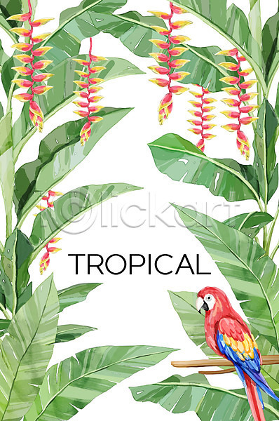 사람없음 PSD 일러스트 백그라운드 보테니컬아트 앵무새 야자수잎 여름(계절) 열대꽃 열대나무 트로피컬아트 한마리 헬리코니아