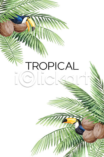 사람없음 PSD 일러스트 두마리 백그라운드 보테니컬아트 야자수잎 여름(계절) 열대 열대나무 코코넛나무 큰부리새 트로피컬아트