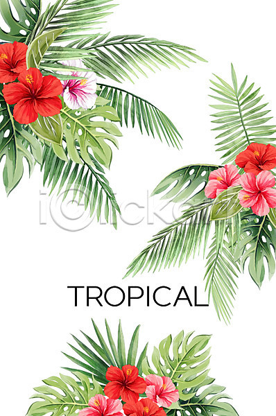 사람없음 PSD 일러스트 몬스테라 백그라운드 보테니컬아트 야자수잎 여름(계절) 열대 열대꽃 트로피컬아트 히비스커스