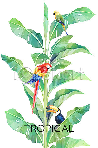 사람없음 PSD 일러스트 백그라운드 보테니컬아트 세마리 앵무새 야자수잎 여름(계절) 열대 큰부리새 트로피컬아트 헬리코니아