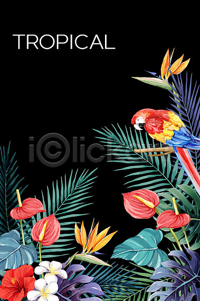 사람없음 PSD 일러스트 극락조화 몬스테라 백그라운드 보테니컬아트 앵무새 야자수잎 여름(계절) 열대 열대꽃 트로피컬아트 플루메리아 한마리 히비스커스