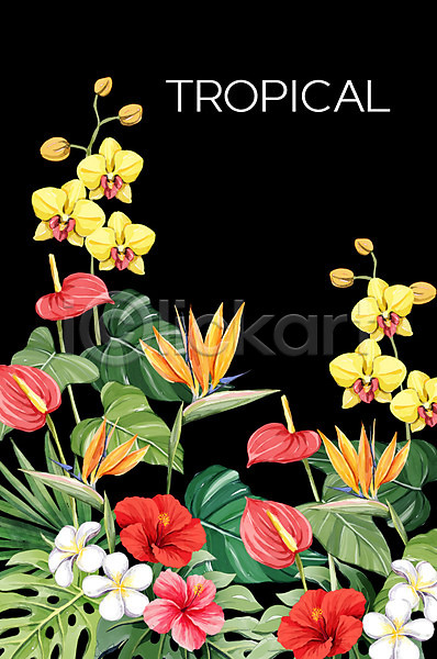 사람없음 PSD 일러스트 극락조화 몬스테라 백그라운드 보테니컬아트 야자수잎 양란 여름(계절) 열대 열대꽃 트로피컬아트 플루메리아 히비스커스