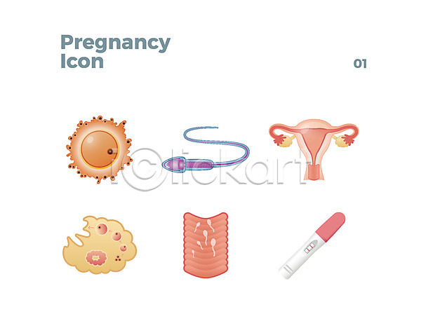 사람없음 AI(파일형식) 아이콘 웹아이콘 나팔관 난자 임신 임신테스트기 자궁 정자(생식세포) 질