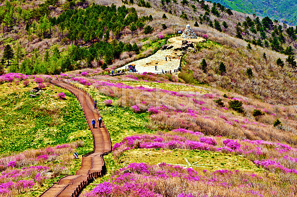여러명 JPG 포토 나무 등산객 봄 산 야외 자연 주간 지리산 철쭉 풍경(경치) 한국