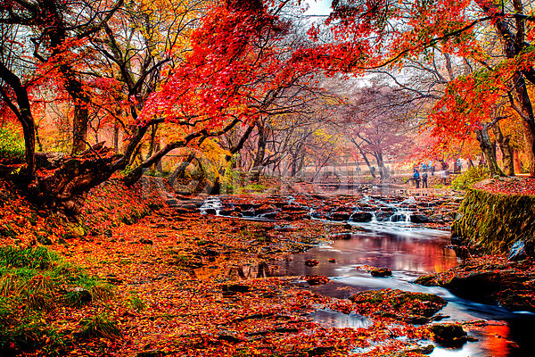 여러명 JPG 포토 가을(계절) 가을풍경 개울 나무 낙엽 단풍 등산객 선운사 야외 자연 주간 풍경(경치) 한국