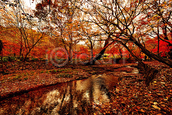 여러명 JPG 포토 가을(계절) 가을풍경 개울 나무 낙엽 단풍 선운사 야외 여행객 자연 주간 풍경(경치) 한국