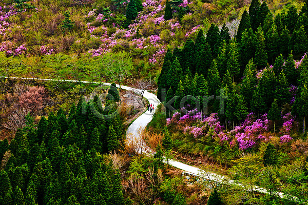 여러명 JPG 포토 나무 봄 숲 야외 여수 영취산 자연 주간 진달래 커브길 풍경(경치) 한국