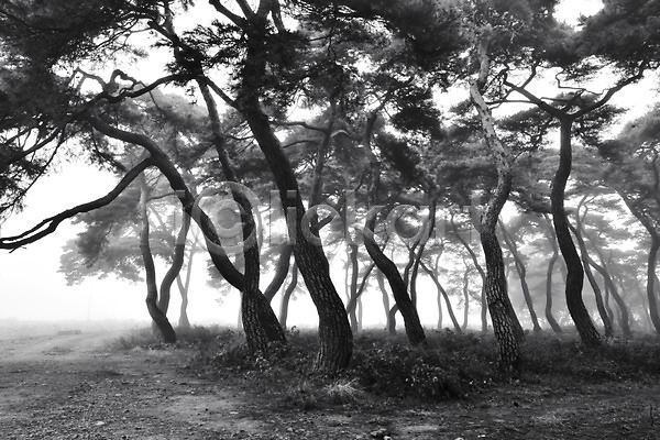 사람없음 JPG 포토 흑백 보은 소나무 소나무숲 안개 야외 자연 주간 풍경(경치) 한국