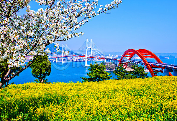 사람없음 JPG 포토 꽃 나무 다리(건축물) 바다 벚꽃 야외 유채 자연 주간 창선삼천포대교 풍경(경치) 하늘 한국
