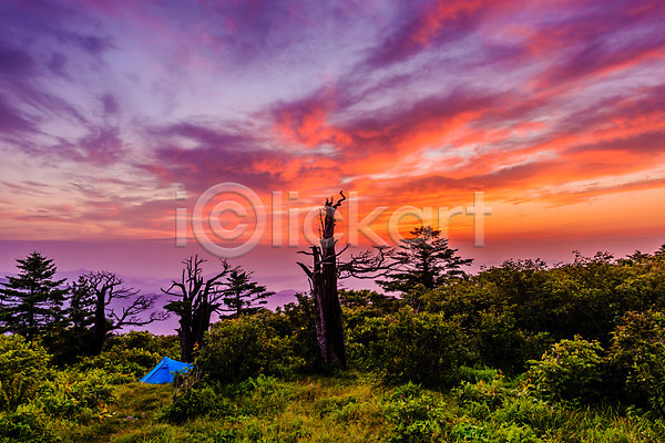 사람없음 JPG 포토 강원도 구름(자연) 나무 산 새벽 야외 일출 자연 자연현상 주간 태백산 풍경(경치) 하늘