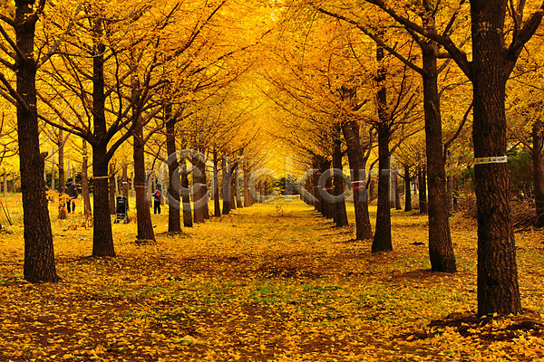 두명 JPG 포토 가을(계절) 가을풍경 낙엽 야외 은행나무 자연 주간 풍경(경치) 한국 홍천