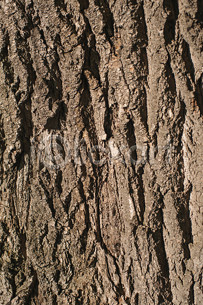 건조 사람없음 JPG 포토 해외이미지 갈색 거친 공원 나무 나무껍질 낟알 날씨 내추럴 널 먼지 목재 묘사 백그라운드 벽지 부식 선 선탠 세로 수목 수확 숲 식물 야외 역사 옛날 유기농 자연 질감 추상 태양 패턴 표면 피부 해외202004