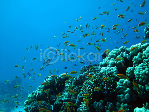 사람없음 JPG 포토 해외이미지 바다 산호 수중 야생동물 어류 이집트 해외202004