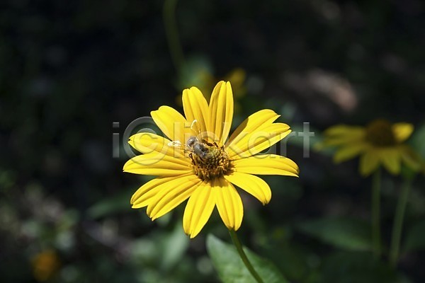 사람없음 JPG 포토 해외이미지 곤충 꽃 꽃가루 꽃잎 꿀 노란색 동물 벌(곤충) 수분 수집 식물 싱글 자연 작음 초록색 해외202004 햇빛