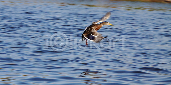 사람없음 여자 JPG 포토 해외이미지 강 깃털 날개 물 부리 오리 착륙 청둥오리 해외202004 해외포토