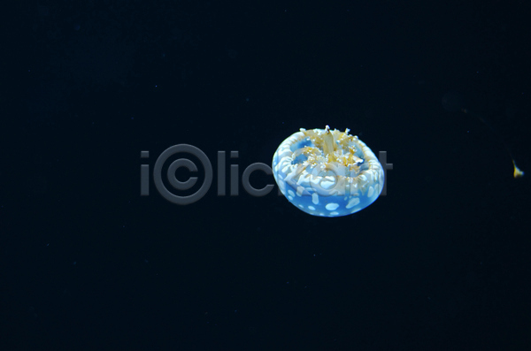 사람없음 JPG 포토 해외이미지 바닷속 수중동물 자포동물 하늘색 한마리 해외202004 해파리
